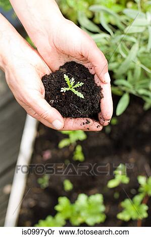 Man holding seedling in soil View Large Photo Image Stock Photography - Man holding seedling in soil. Fotosearch