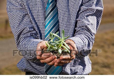 Stock Image - Man holding succulent in cupped hands. Fotosearch