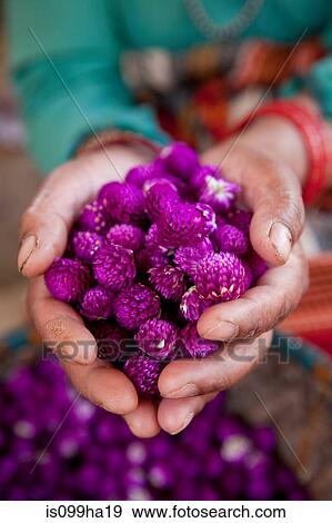Stock Photo - Woman holding dyed flowers, Kathmandu, Nepal. Fotosearch
