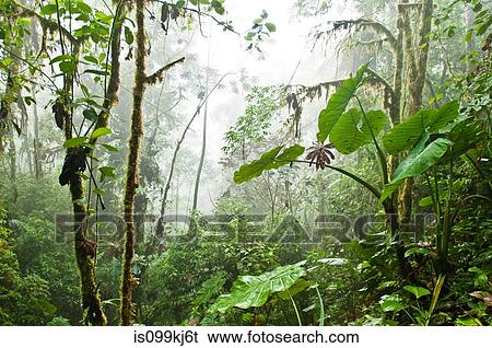 Cloud forest, Mashpi, Ecuador View Large Photo Image Stock Photograph - Cloud forest, Mashpi, Ecuador. Fotosearch