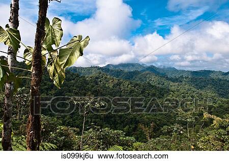Cloud forest, Mashpi, Ecuador View Large Photo Image Stock Photograph - Cloud forest, Mashpi, Ecuador. Fotosearch