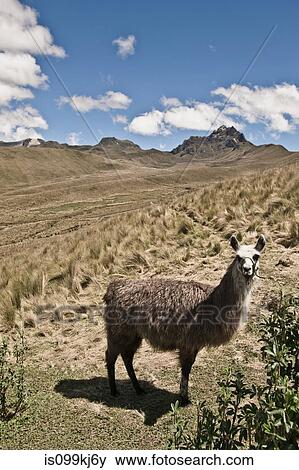 Llama, Pichincha and summit of Cruz Loma, Quito, Ecuador View Large Photo Image Stock Photo - Llama, Pichincha and summit of Cruz Loma, Quito, Ecuador. Fotosearch