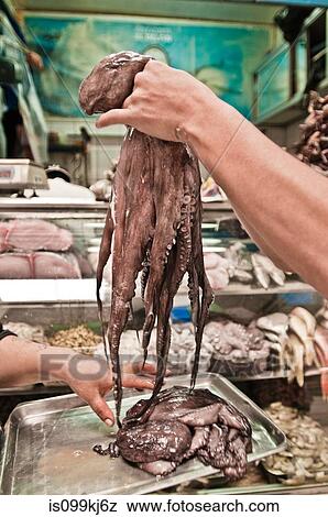 Octopus in Iñaquito Market, Quito, Ecuador View Large Photo Image Stock Photo - Octopus in Iñaquito Market, Quito, Ecuador. Fotosearch