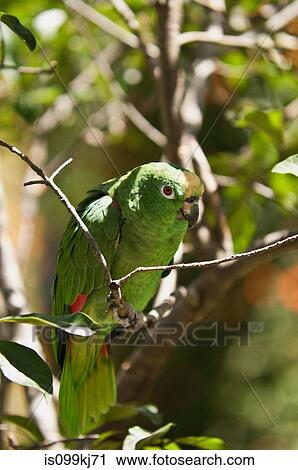 Parrot at Museum of San Francisco Monastery, Quito, Ecuador View Large Photo Image Stock Image - Parrot at Museum of San Francisco Monastery, Quito, Ecuador. Fotosearch
