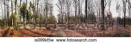 Path through a forest View Large Photo Image Stock Photo - Path through a forest. Fotosearch