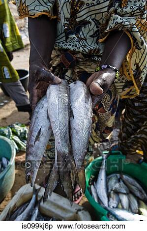 Person holding fish, Tanji Fishing Village, The Gambia View Large Photo Image Stock Photography - Person holding fish, Tanji Fishing Village, The Gambia. Fotosearch