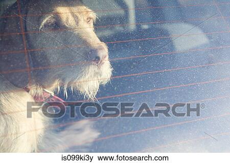 Pet dog waiting in a car View Large Photo Image Stock Photo - Pet dog waiting in a car. Fotosearch