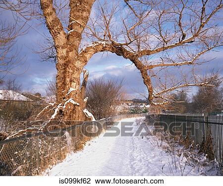 Stock Image - Snow covered footpath, Murrayfield, Edinburgh. Fotosearch