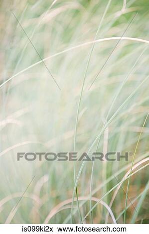 Soft focus view of blades of grass View Large Photo Image Stock Photo - Soft focus view of blades of grass. Fotosearch