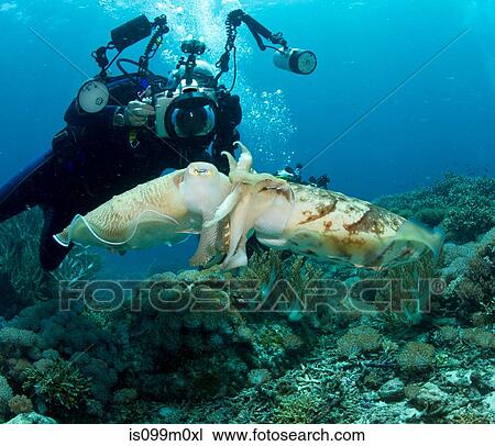 ダイバー そして 交尾 Cuttlefish ストックイメージ Is099m0xl Fotosearch