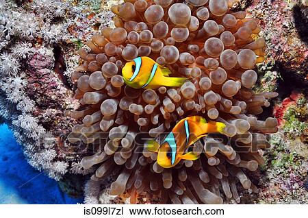 Stock Foto - anemone fisch, roten, meer, ägypten is099l7zl ...