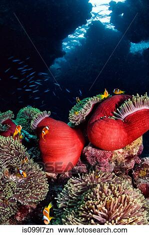 Anemone fish, St John's Reef, Red Sea, Egypt View Large Photo Image Picture - Anemone fish, St John's Reef, Red Sea, Egypt. Fotosearch