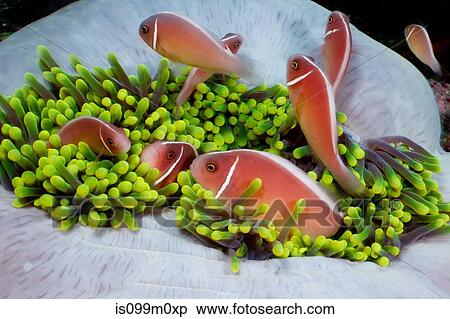 Anemonefish in anemone View Large Photo Image Stock Photography - Anemonefish in anemone. Fotosearch