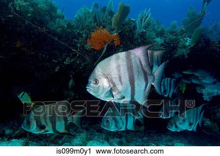 Stock Image - Atlantic Spadefish on the Reef. Fotosearch