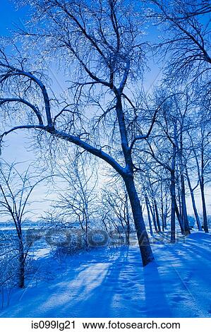 Bare trees, Ile St Jean, Terrebonne, Lanaudiere, Quebec, Canada View Large Photo Image Stock Image - Bare trees, Ile St Jean, Terrebonne, Lanaudiere, Quebec, Canada. Fotosearch