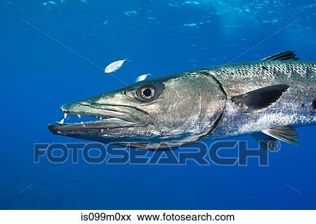 Barracuda gets Defensive View Large Photo Image Stock Photo - Barracuda gets Defensive. Fotosearch
