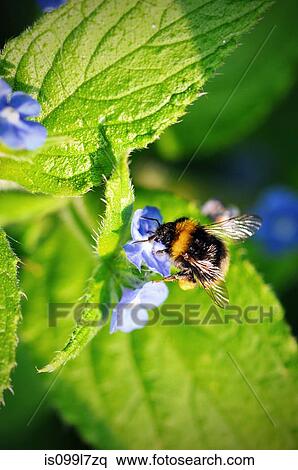 Stock Photography - Bee on a flower. Fotosearch