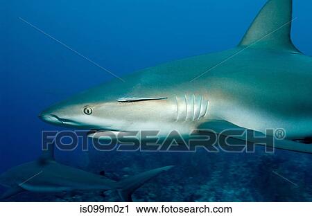 Stock Image - Caribbean reef sharks. Fotosearch