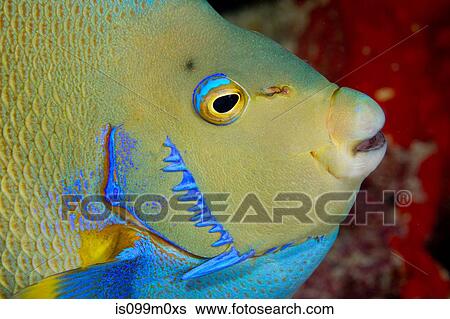 Closeup of Blue Angelfish View Large Photo Image Stock Photograph - Closeup of Blue Angelfish. Fotosearch