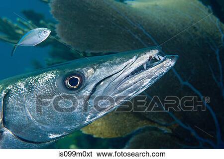 Closeup of Great Barracuda View Large Photo Image Stock Photograph - Closeup of Great Barracuda. Fotosearch