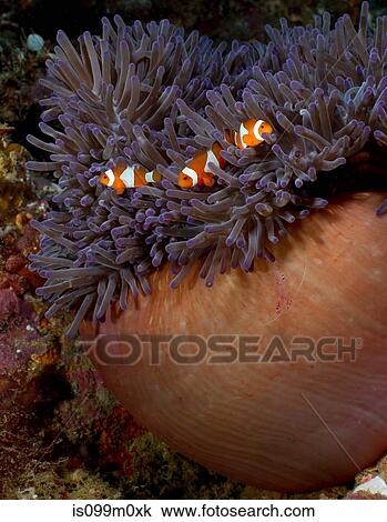 Clownfish in Anemone View Large Photo Image Stock Image - Clownfish in Anemone. Fotosearch