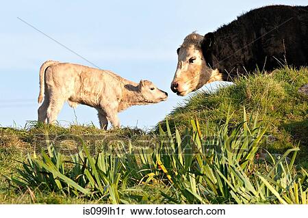 Cow and newborn calf View Large Photo Image Stock Photography - Cow and newborn calf. Fotosearch