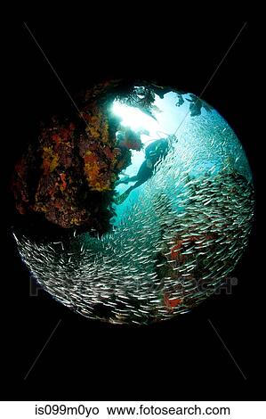Diver with Glass Minnows View Large Photo Image Picture - Diver with Glass Minnows. Fotosearch