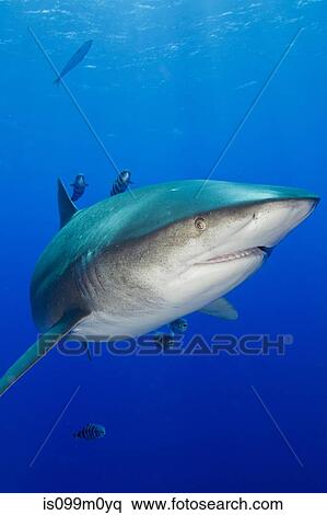 Face to Face with Shark View Large Photo Image Stock Photography - Face to Face with Shark. Fotosearch