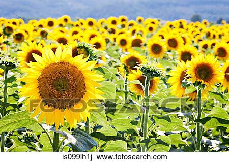 Field of sunflowers, close up View Large Photo Image Stock Image - Field of sunflowers, close up. Fotosearch