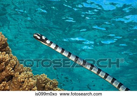 Picture - Free-swimming Sea Snake. Fotosearch