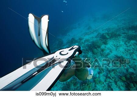 Freediver diving to bottom View Large Photo Image Stock Image - Freediver diving to bottom. Fotosearch