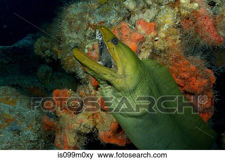 Stock Photo - Gaping mouth of Green Moray Eel. Fotosearch