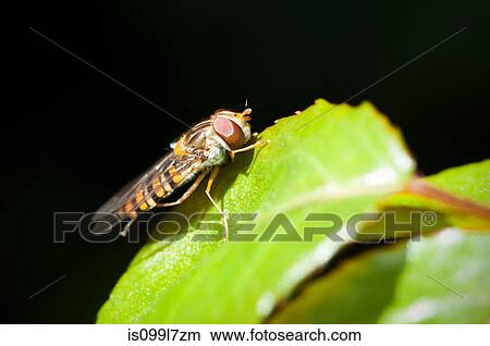 Hoverfly on a leaf View Large Photo Image Picture - Hoverfly on a leaf. Fotosearch