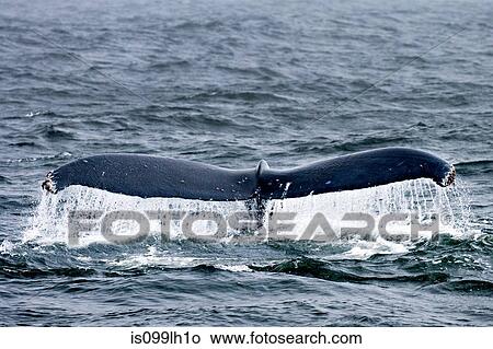 Picture - Humpback whale, farallon islands, california, usa. Fotosearch
