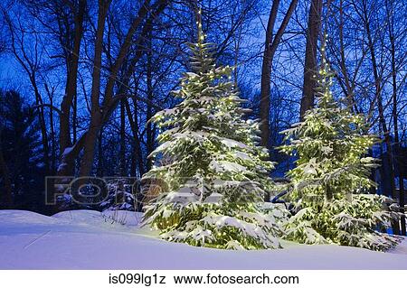 Illuminated trees in snow View Large Photo Image Stock Photo - Illuminated trees in snow. Fotosearch