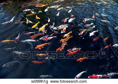 Koi carp in pond View Large Photo Image Stock Image - Koi carp in pond. Fotosearch