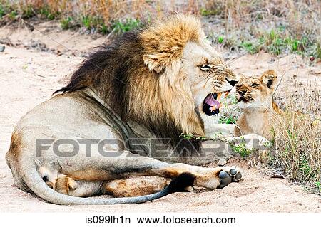 Lion and cub, kruger national park, south africa View Large Photo Image Picture - Lion and cub, kruger national park, south africa. Fotosearch