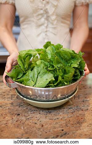 Mid adult woman holding colander of lettuce leaves View Large Photo Image Stock Image - Mid adult woman holding colander of lettuce leaves. Fotosearch