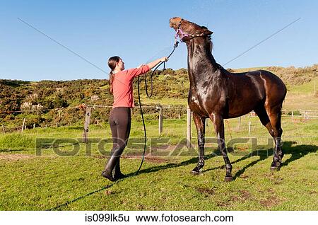 Stock Photograph - Mid adult woman washing horse with hosepipe. Fotosearch