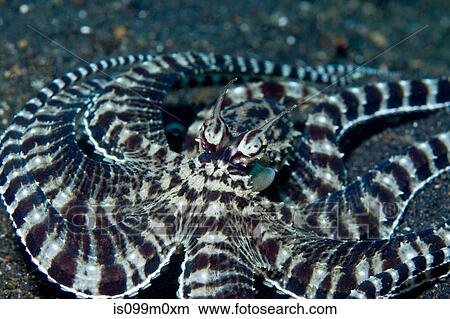 Mimic Octopus Camouflage Mode View Large Photo Image Picture - Mimic Octopus Camouflage Mode. Fotosearch