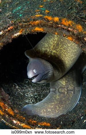 Moray Eel hiding in Litter View Large Photo Image Picture - Moray Eel hiding in Litter. Fotosearch