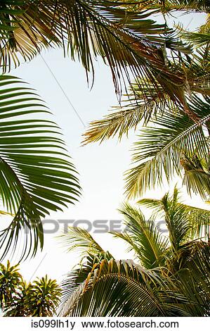 Palm trees, low angle View Large Photo Image Stock Photo - Palm trees, low angle. Fotosearch