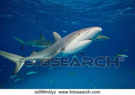 Stock Photo - Reef Sharks in mid -water. Fotosearch