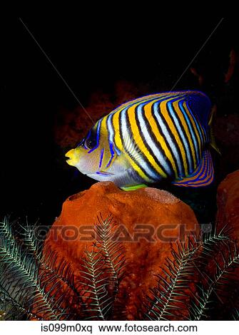 Regal angelfish on coral reef View Large Photo Image Stock Photography - Regal angelfish on coral reef. Fotosearch