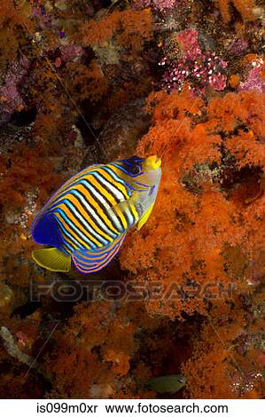 Regal angelfish on coral reef View Large Photo Image Stock Photography - Regal angelfish on coral reef. Fotosearch