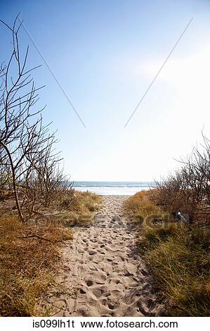 Stock Photograph - Sand path to beach, Playa Grande, Santa Cruz, Costa Rica. Fotosearch