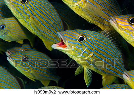 School of Blue Striped Grunt View Large Photo Image Stock Image - School of Blue Striped Grunt. Fotosearch