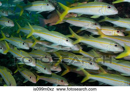 School of Yellow Goatfish View Large Photo Image Stock Photo - School of Yellow Goatfish. Fotosearch