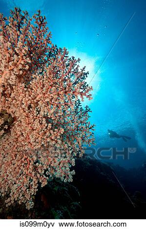 Stock Photo - Scuba Diver and Gorgonian. Fotosearch