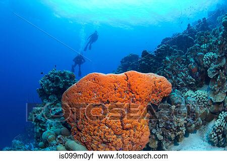 Scuba divers on a sloping wall View Large Photo Image Stock Image - Scuba divers on a sloping wall. Fotosearch